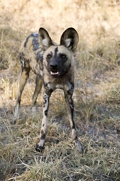 SE-1681. African Wild Dog. Northern Botswana. Lycaon pictus. Suzi Eszterhas