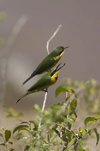 SE-756. Little Bee-eater. Msai Mara Triangle, Kenya