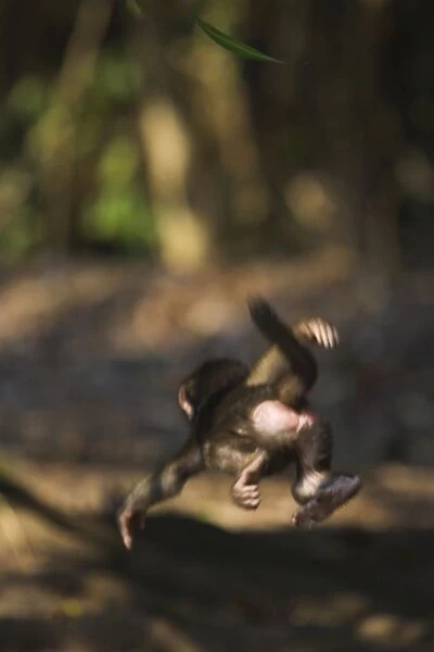 SE-767. Olive Baboon - infant falling in air from tree. Gombe Stream Reserve, Tanzania