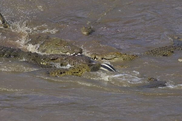 SE-785. Nile Crocodile - Hungry crocodiles feeding on zebra. Maasai Mara Reserve, Kenya