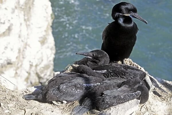 32448. SE-991. Brandt's Cormorant - parent with chicks at nest on cliff edge