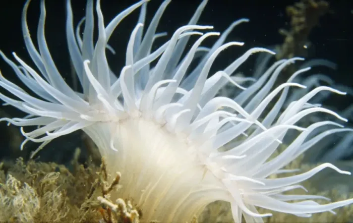 Framed Print : Sea Anemone Framed Print : Sea Anemone