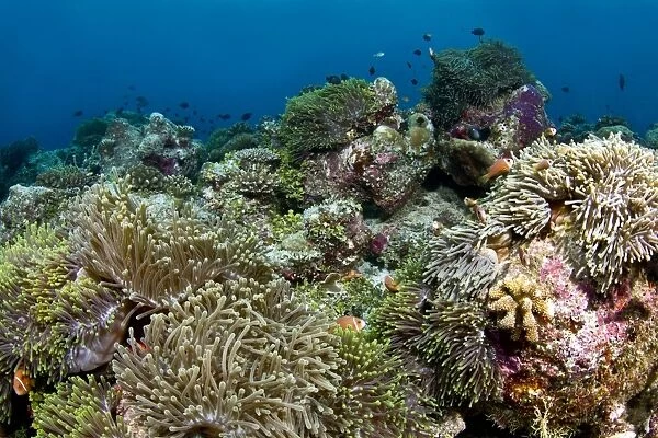 Sea Anemone coral garden - Vattaru Kandu - Felidhoo - Maldives