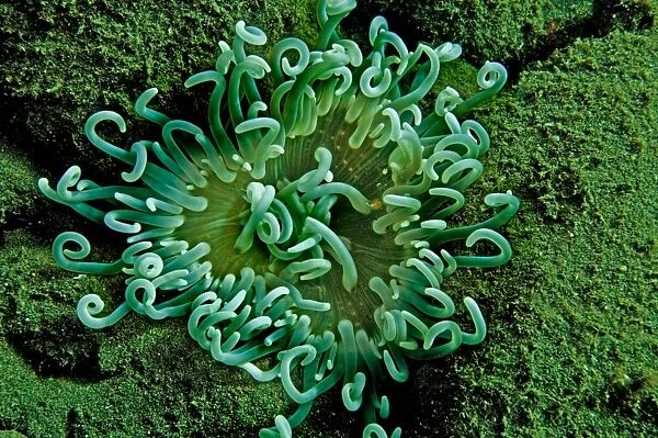 Sea Anemone Indonesia