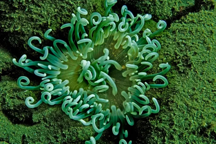 Framed Print : Sea Anemone Indonesia Framed Print : Sea Anemone Indonesia