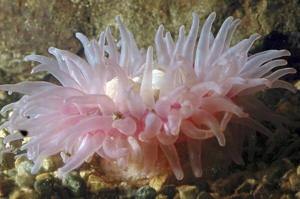 Sea anemone, UK rocky coasts, N Atlantic