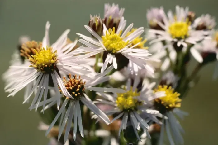 Framed Print : Sea Aster ROG 3699A Aster tripolium © Bob Gibbons / ARDEA LONDON Framed Print : Sea Aster ROG 3699A Aster tripolium © Bob Gibbons / ARDEA LONDON