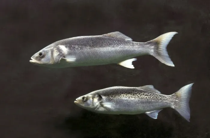 Framed Print : Sea Bass / Sea Dace - two Framed Print : Sea Bass / Sea Dace - two