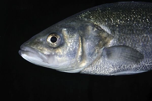 Sea Bass, UK coastal waters and south to include Mediterranean and Black Sea