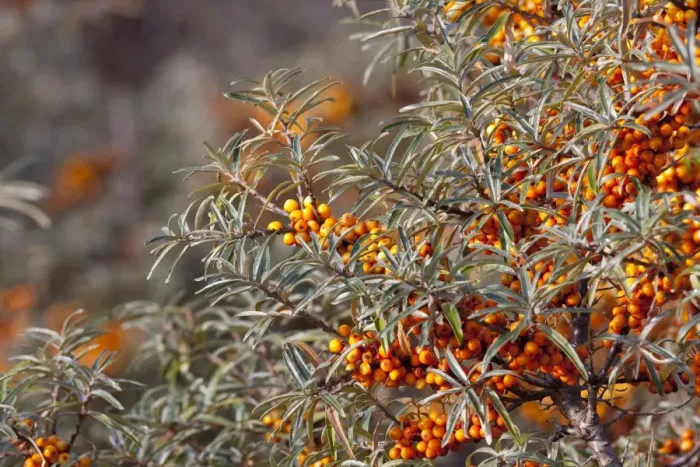 Framed Print : Sea Buckthorn - bush in autumn covered in berries. Lincolnshire, England Framed Print : Sea Buckthorn - bush in autumn covered in berries. Lincolnshire, England