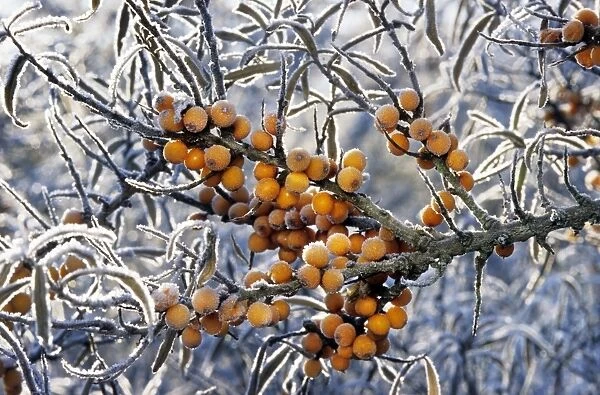 Sea buckthorn - frozen berries