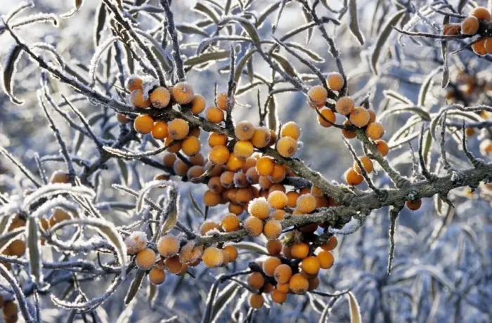 Framed Print : Sea buckthorn - frozen berries Framed Print : Sea buckthorn - frozen berries