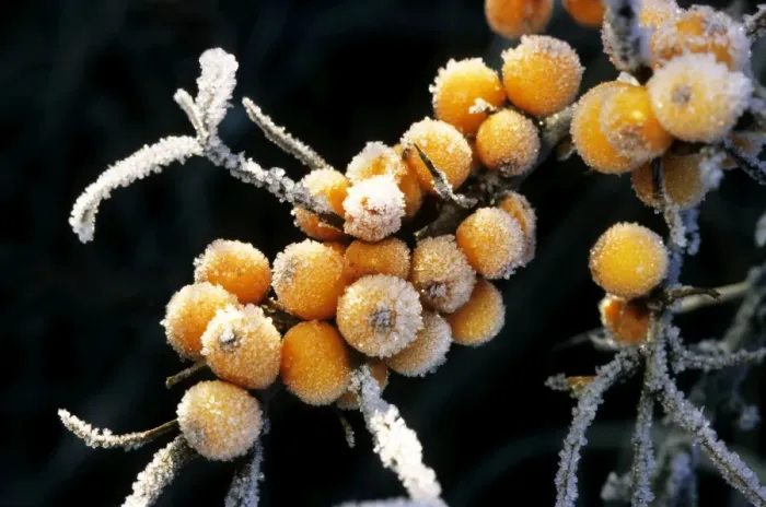 Framed Print : Sea buckthorn - frozen berries Framed Print : Sea buckthorn - frozen berries
