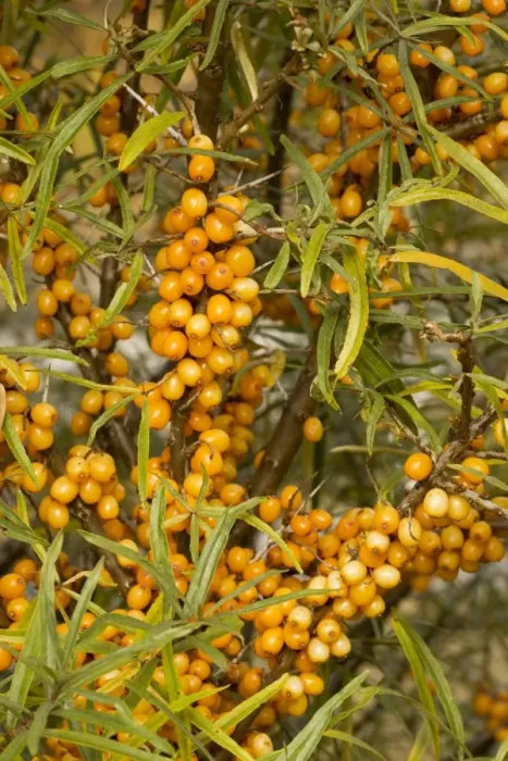 Framed Print : Sea buckthorn, in fruit; autumn Framed Print : Sea buckthorn, in fruit; autumn