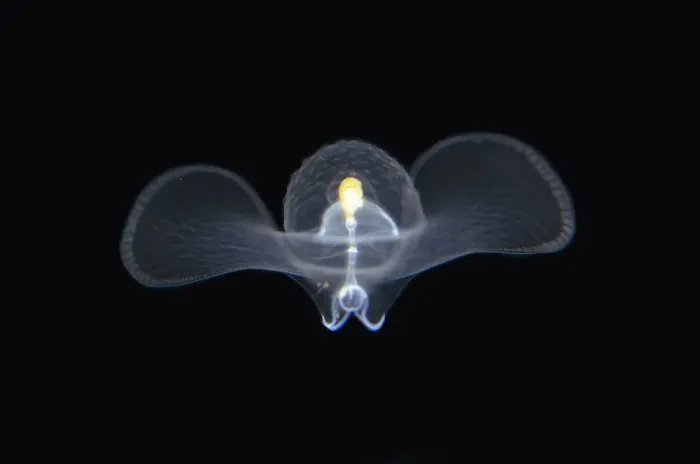 Framed Print : Sea Butterfly floating in water column - Blackwater night dive, Seraya, Karangasem, Bali, Indonesia, Indian Ocean Sea Butterfly floating in water column - Blackwater night dive, Seraya, Karangasem, Bali, Indonesia, Indian Ocean Framed Print : Sea Butterfly floating in water column - Blackwater night dive, Seraya, Karangasem, Bali, Indonesia, Indian Ocean Sea Butterfly floating in water column - Blackwater night dive, Seraya, Karangasem, Bali, Indonesia, Indian Ocean