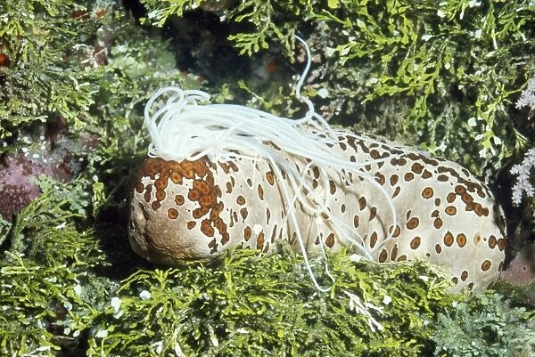 Sea Cucumber (Beche-de-mer) Papua New Guinea