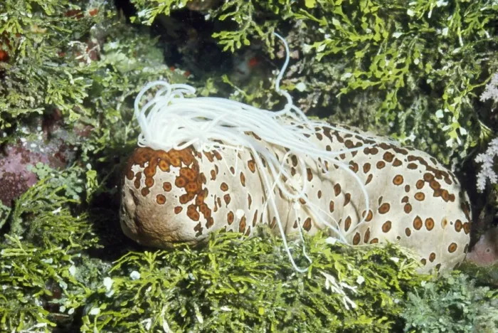 Framed Print : Sea Cucumber (Beche-de-mer) Papua New Guinea Framed Print : Sea Cucumber (Beche-de-mer) Papua New Guinea
