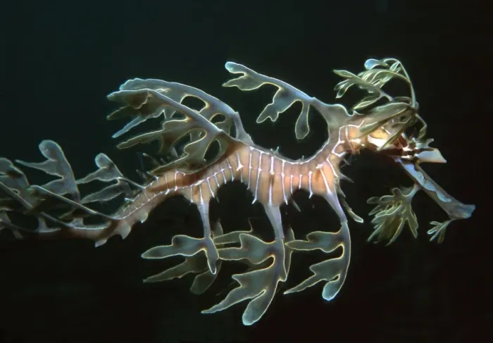 Framed Print : Sea Dragon - Found only in southern Australia. Is well camouflaged when amongst kelp and weeds. South Australia HOR-005 Framed Print : Sea Dragon - Found only in southern Australia. Is well camouflaged when amongst kelp and weeds. South Australia HOR-005