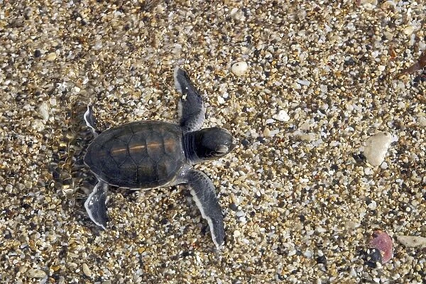 Sea  /  Green Turtle - baby hatchling
