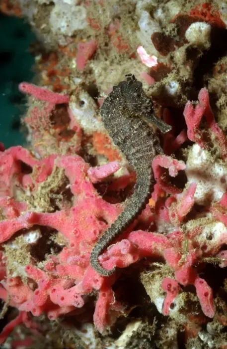 Framed Print : Sea Horse - 6 cm sea horse on red sponge. Ambon Harbour, Indonesia HOR-008 Framed Print : Sea Horse - 6 cm sea horse on red sponge. Ambon Harbour, Indonesia HOR-008