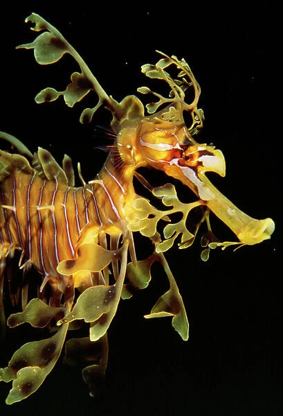 Sea Horse  /  Leafy Seadragon - endemic to South Australian waters. Fm: Syngnathidae