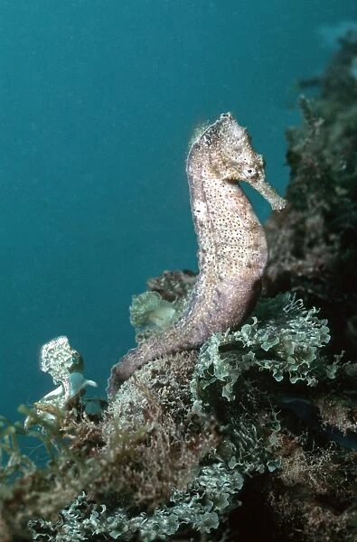 Sea Horse - Many species found in temperate and tropical seas. Northern Great barrier Reef. Australia HOR-003