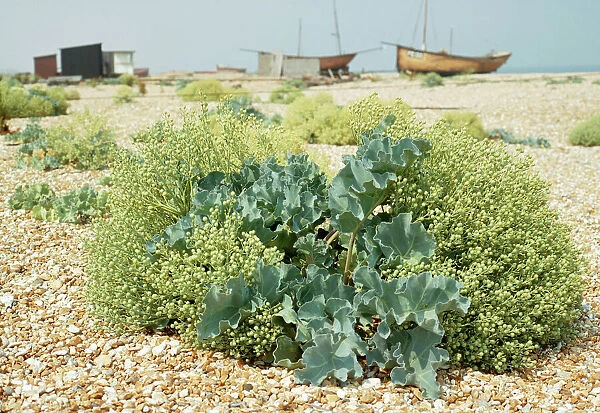 Sea Kale At Dungeness, UK