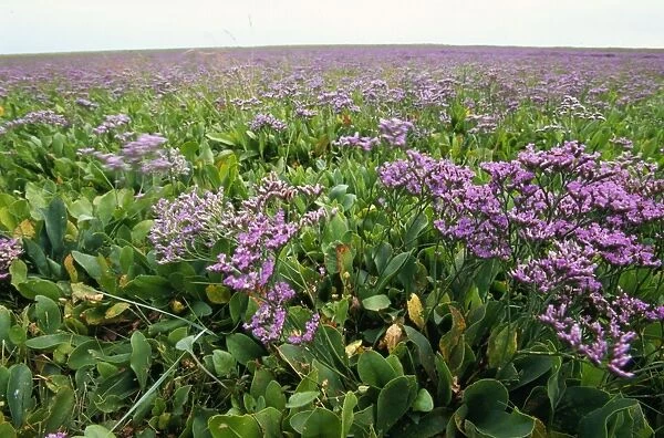 Sea Lavender Lincolshire, UK