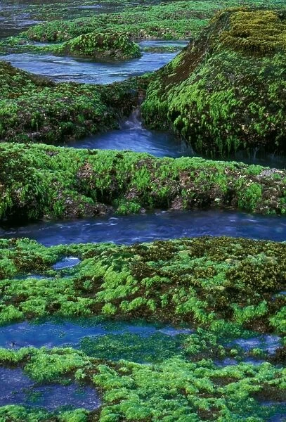 Sea Lettuce - Green algae, Christmas Island, Indian Ocean (Australian Territory) JPF36234