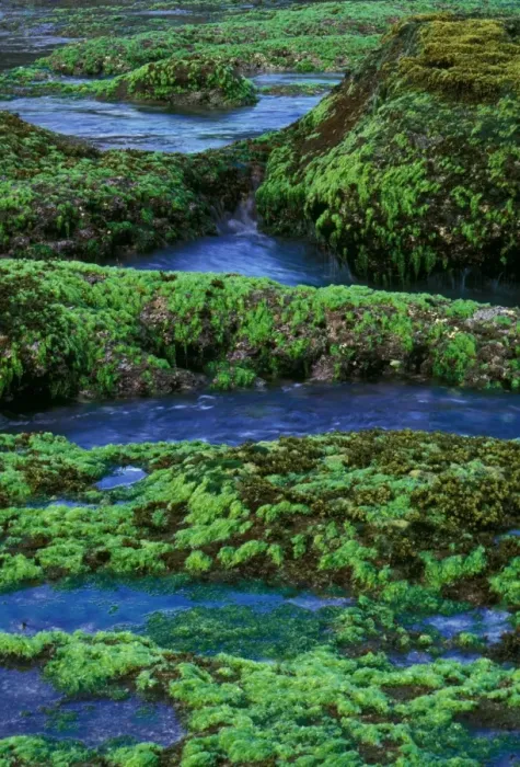 Framed Print : Sea Lettuce - Green algae, Christmas Island, Indian Ocean (Australian Territory) JPF36234 Framed Print : Sea Lettuce - Green algae, Christmas Island, Indian Ocean (Australian Territory) JPF36234