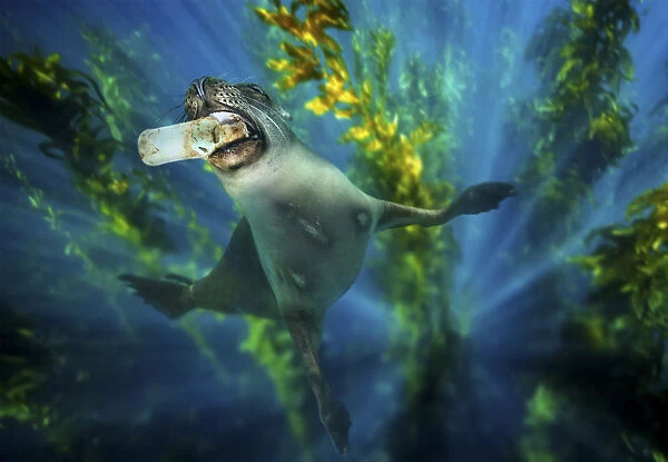 Sea lion nibbling a plastic bottle underwater. Marine
