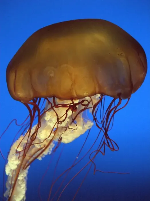 Framed Print : Sea Nettle Jellyfish - California - USA Framed Print : Sea Nettle Jellyfish - California - USA