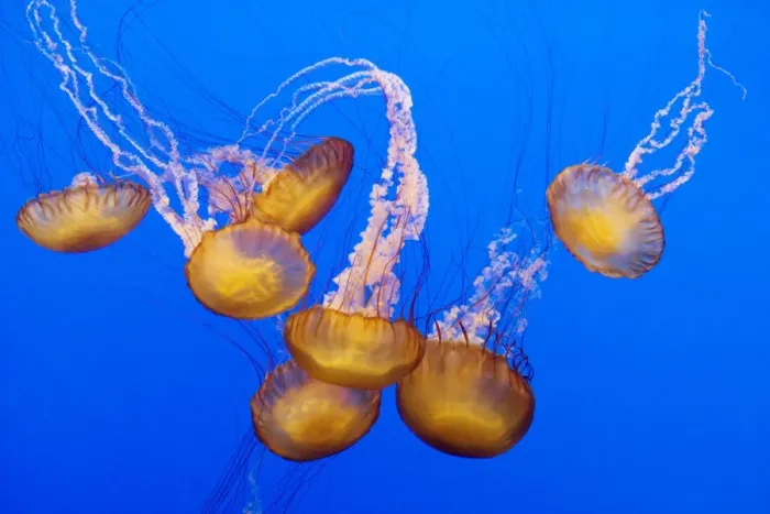 Framed Print : Sea Nettle - Range: California to Alaska - Aleoutian Islands - Bering Sea - Japan - Mostly near coast - Photographed at Monterey Bay Aquarium - Monterey - California - USA Framed Print : Sea Nettle - Range: California to Alaska - Aleoutian Islands - Bering Sea - Japan - Mostly near coast - Photographed at Monterey Bay Aquarium - Monterey - California - USA