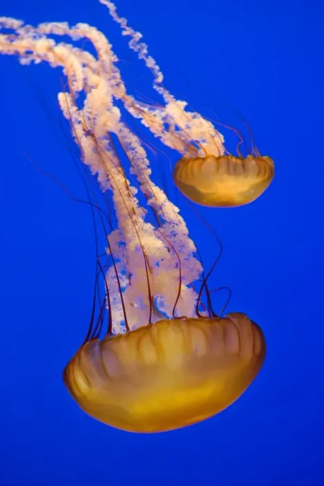 Framed Print : Sea Nettle - Range: California to Alaska - Aleoutian Islands - Bering Sea - Japan - Mostly near coast - Photographed at Monterey Bay Aquarium - Monterey - California - USA Framed Print : Sea Nettle - Range: California to Alaska - Aleoutian Islands - Bering Sea - Japan - Mostly near coast - Photographed at Monterey Bay Aquarium - Monterey - California - USA