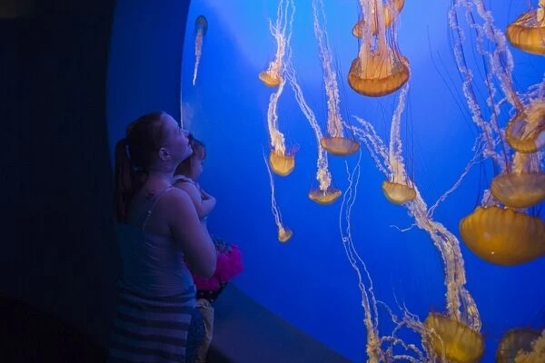 Sea Nettle - Visitor photographing jellyfish - Monterey Bay Aquarium - CA - *Captive