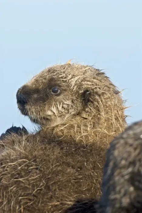 Framed Print : Sea Otter. TOM-1421. Sea Otter - pup resting against mother