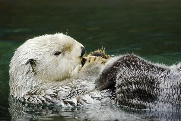 Sea Otter. TOM-1423. Sea Otter - lying on back grooming