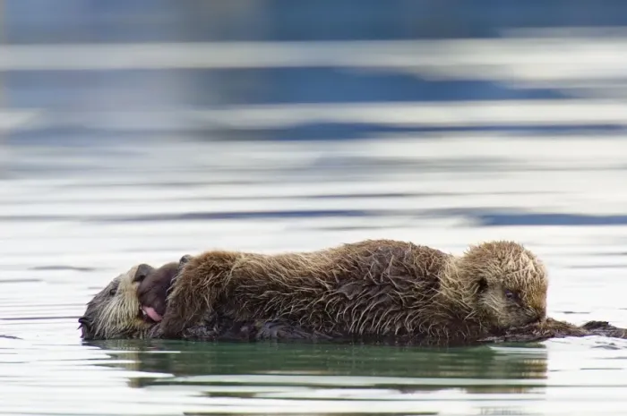 Framed Print : Sea Otter. TOM-1430. Sea Otter - pup nursing while mother grooms pup Framed Print : Sea Otter. TOM-1430. Sea Otter - pup nursing while mother grooms pup