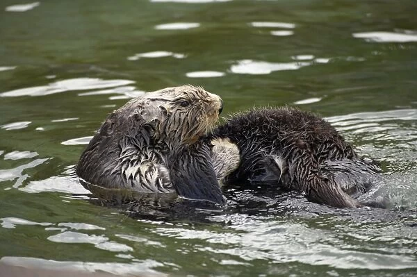 Sea Otter - cleaning fur Oregon, USA (Captive) MA000380