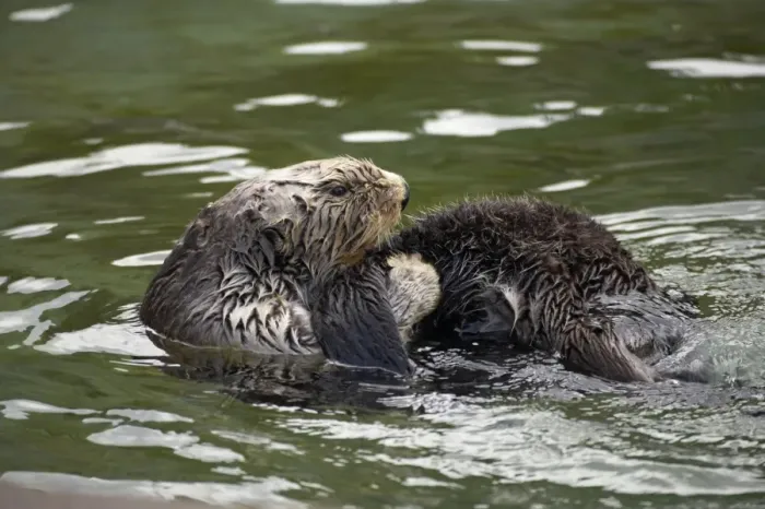 Framed Print : Sea Otter - cleaning fur Oregon, USA (Captive) MA000380 Framed Print : Sea Otter - cleaning fur Oregon, USA (Captive) MA000380