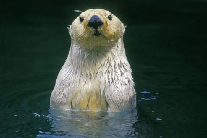 Framed Print : Sea Otter - Close up of head as it appears from water. Mo389