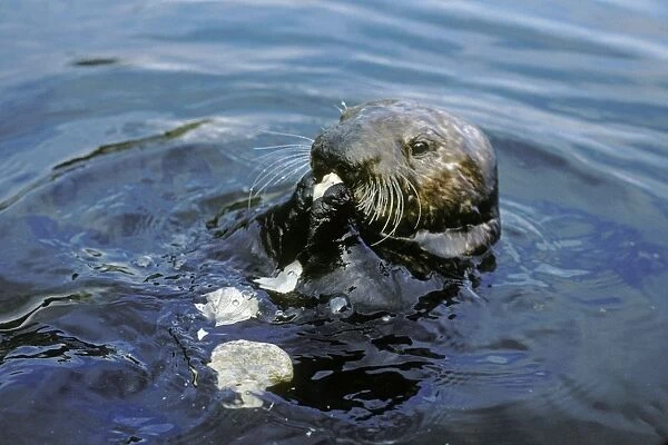 Sea Otter eating clam it has broken open on rock. California, USA Mo66