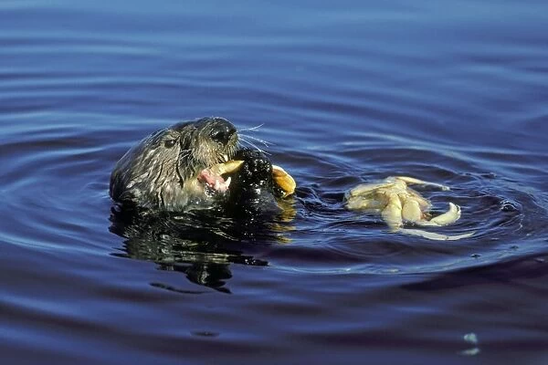 Sea Otter - Eating crab. Monterey Bay, California, USA Mo51