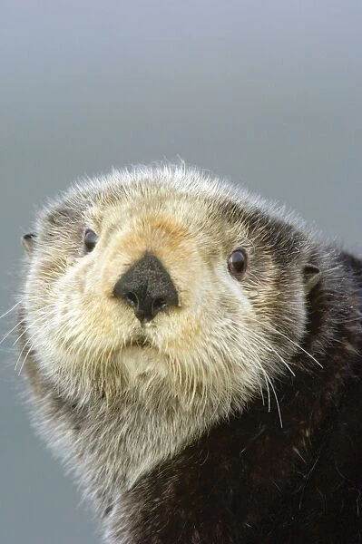 Sea Otter (Enhdra lutris)