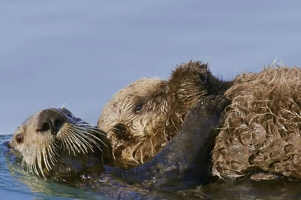 Sea Otter (Enhdra lutris)
