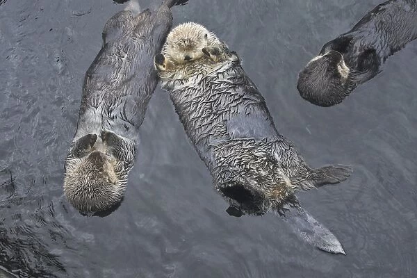 Sea Otter - three floating on their backs. Vancouver Aquarium - British Colombia - Canada
