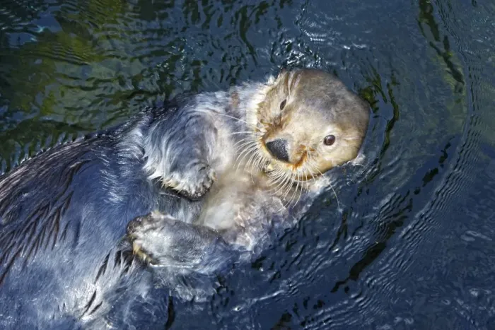 Framed Print : Sea Otter - on back floating in water. Vancouver aquarium. Canada Framed Print : Sea Otter - on back floating in water. Vancouver aquarium. Canada