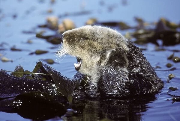 Sea Otter - grooming itself resting in kelp bed - Monterey Bay - Pacific Ocean - California - USA