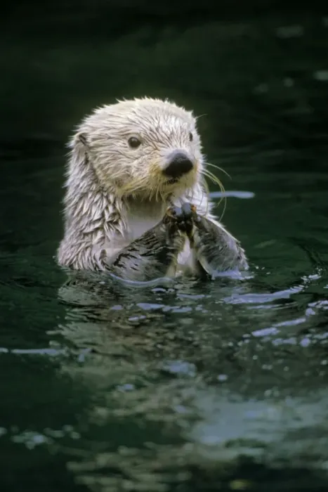 Framed Print : Sea Otter MO350 Framed Print : Sea Otter MO350