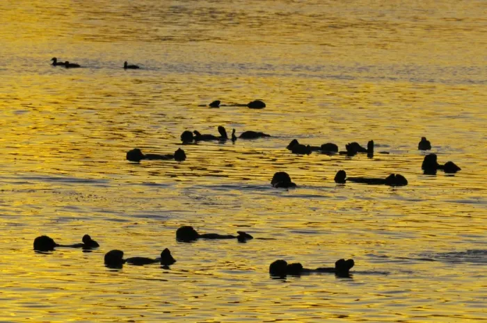 Framed Print : Sea Otter - raft at sunrise - California coast USA _C3A7926 Framed Print : Sea Otter - raft at sunrise - California coast USA _C3A7926
